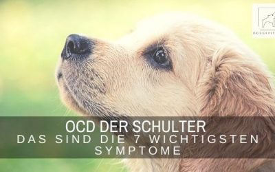 Die 7 wichtigsten Symptome der OCD der Schulter beim Junghund