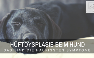 Diese Symptome für Hüftdysplasie beim Hund solltest du kennen!