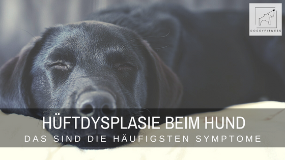 Die Symptome für Hüftdysplasie beim Hund sind in der Regel sehr eindeutig. Erfahre hier, woran du eine HD erkennen kannst!