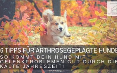 6 wertvolle Tipps für den Herbst – so unterstützt du deinen arthrosegeplagten Hund