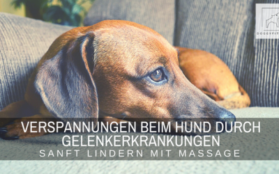 Verspannungen beim Hund durch Gelenkerkrankungen mit Massage lindern – sanfte Hilfe bei Schmerzen