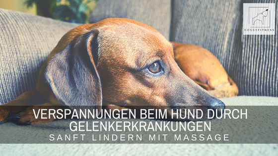 Verspannungen beim Hund durch Gelenkerkrankungen mit Massage lindern – sanfte Hilfe bei Schmerzen