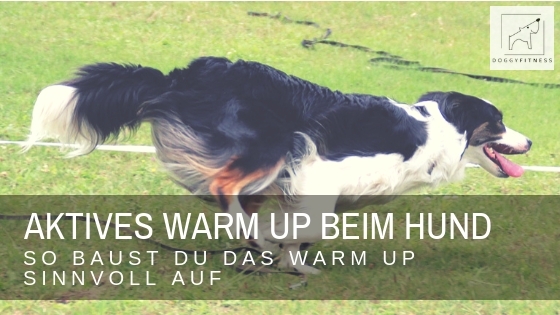Warm Up beim Hund - so baust du das Training sinnvoll auf