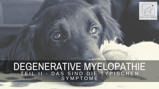 Degenerative Myelopathie – das sind die häufigsten Symptome