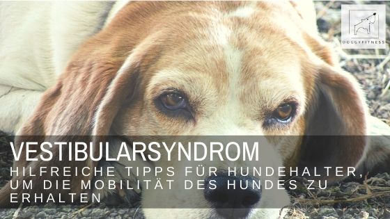 Vestibularsyndrom so unterstützt du die Mobilität des Hundes