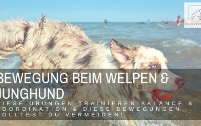 Bewegung von Welpen & Junghunden – Übungsideen für Balance & Koordination & welche Bewegungen tabu sind!