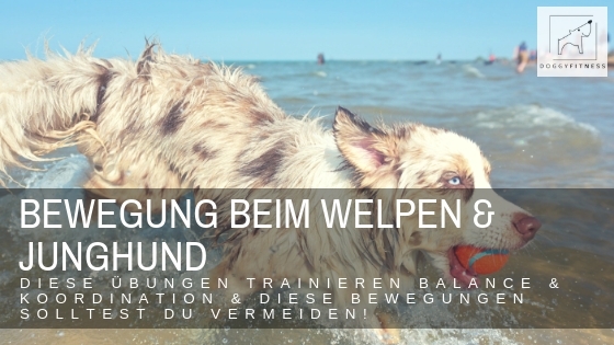 Bewegung von Welpen & Junghunden – Übungsideen für Balance & Koordination & welche Bewegungen tabu sind!