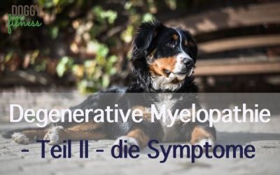 Degenerative Myelopathie – die Symptome – Teil II