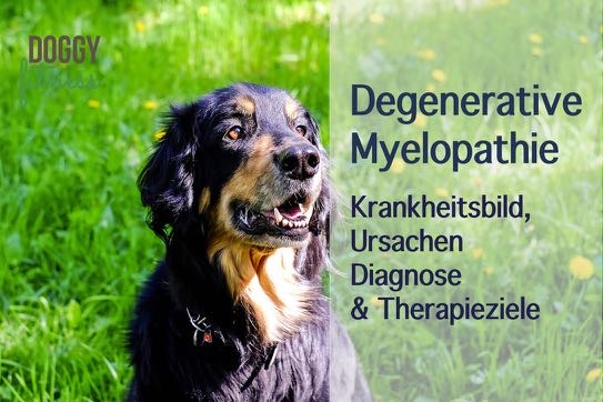 Degenerative Myelopathie beim Hund Krankheitsbild, Ursachen, Diagnose & Therapieziel