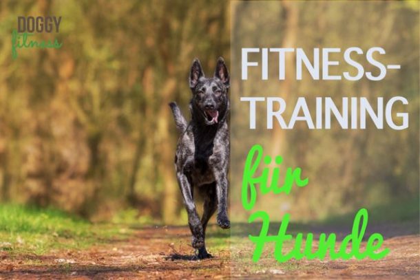 Fitnesstraining für Hund Doggy Fitness