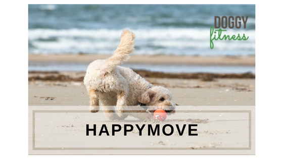 HappyMove Balancetraining, Koordinationstraining und Übungen für Hunde, Fitness