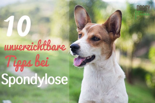 Hund Spondylose Tipps Doggy Fitness Hundephysiotherapie Übungen Bewegung Rückenschmerzen