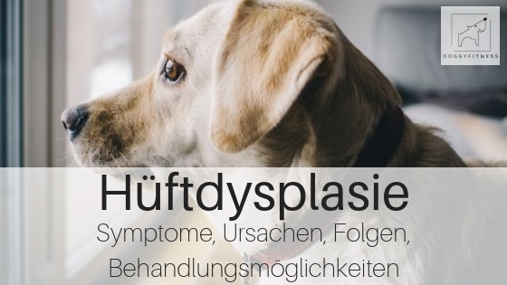 Hüftdysplasie beim Hund - alle Fakten zur Erkrankung: Ursachen, Symptome, Folgen und Behandlung