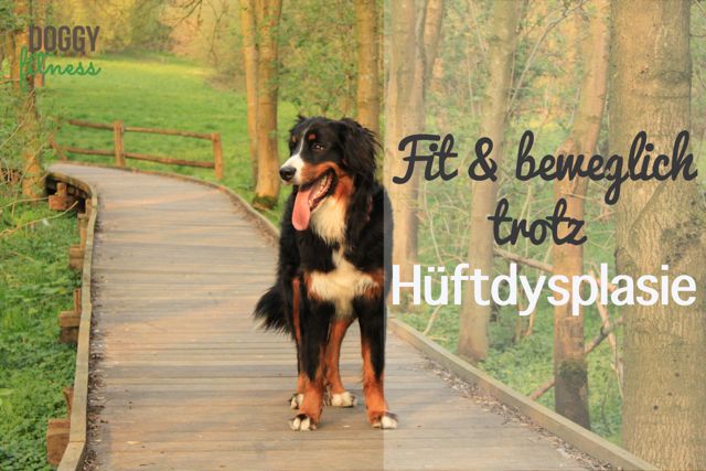 Fit und beweglich trotz Hüfydysplasie mit aktiven Übungen - Hüftfit - Doggy Fitness