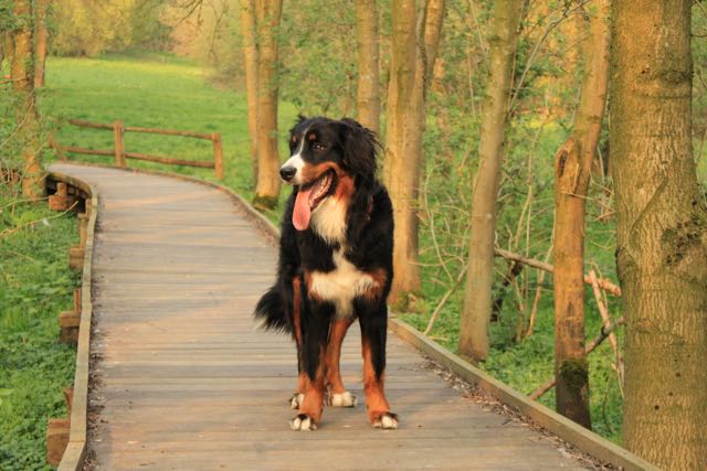 Diagnose Hüftdysplasie aktive Übungen Behandlung HD Doggy Fitness