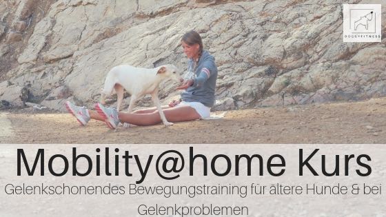Mobility@home - dein Mobility und Degility Kurs für ältere Hunde und Hunde mit Gelenkproblemen wie Arthrose, Hüftdysplasie und Spondylose
