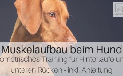 Muskelaufbau Hund: Isometrisches Training für Hinterläufe und Rücken
