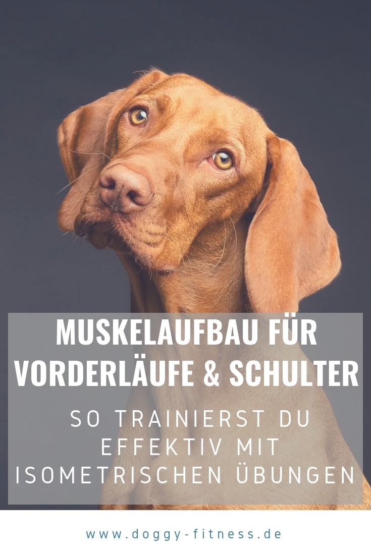 Muskelaufbau beim Hund für die Vorderläufe - isometrische Übungen inklusive Übungsanleitungen