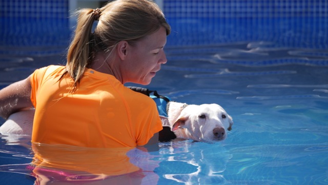 Doggy Fitness - Gilet de sauvetage pour chien