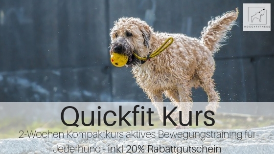 Quickfit Kompaktkurs aktives bewegungstraining für Jederhund. Mehr Fitness, Muskulatur, bessere Balance & Koordination. Übungen Hund