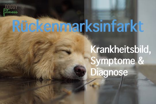 Rückenmarksinfarkt beim Hund – Krankheitsbild, Symptome & Diagnose