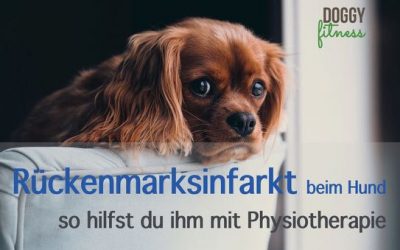 Rückenmarksinfarkt beim Hund – so hilfst du ihm mit Physiotherapie
