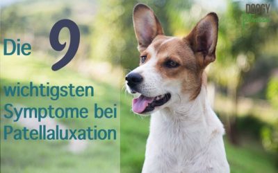 Diese 9 wichtigste Symptome der Patellaluxation beim Hund solltest du kennen!