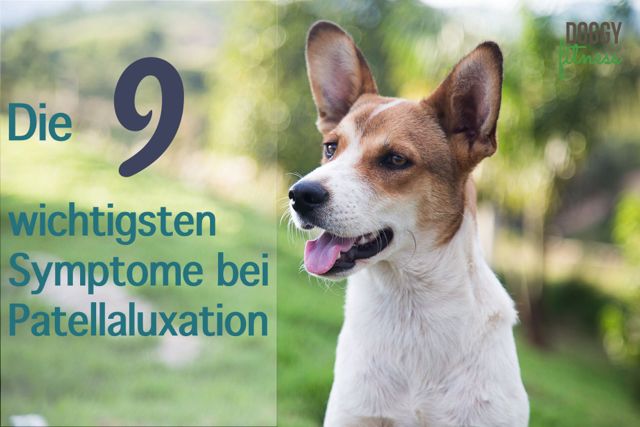 Symptome bei Patellaluxation Hund Kniescheibe springt raus Doggy Fitness