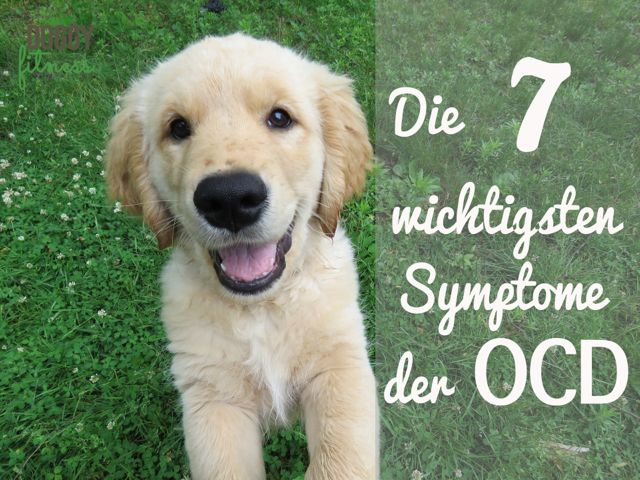 Die 7 wichtigsten Symptome der OCD der Schulter beim Junghund