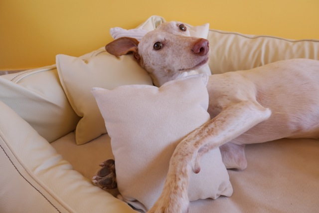Doggy Fitness - Produkttest Orthopädisches Hundebett