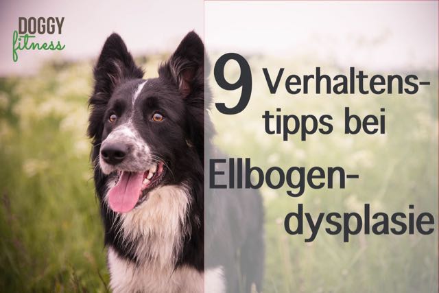 Verhaltenstipps bei Ellbogendysplasie für deinen Hund Doggy Fitness