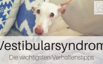 Vestibularsyndrom beim Hund – die wichtigsten Verhaltenstipps