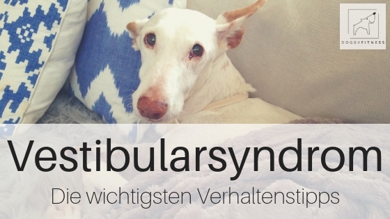 Vestibularsyndrom beim Hund - die wichtigsten Verhaltenstipps