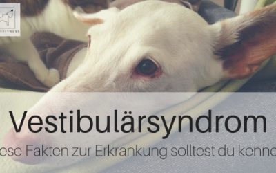 Vestibularsyndrom beim Hund – die wichtigsten Fakten zur Erkrankung!