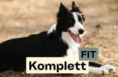 martina flocken - doggy fitness - hundephysio - hundefitness - komplettfit kurs banner mit schwarz weißem hund