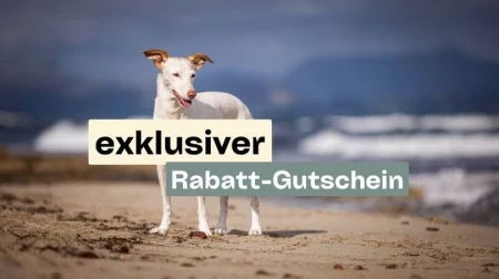 martina flocken - doggy fitness - hundephysio - hundefitness - hund am strand mit text exklusiver rabatt gutschein für doggy fitness kurse