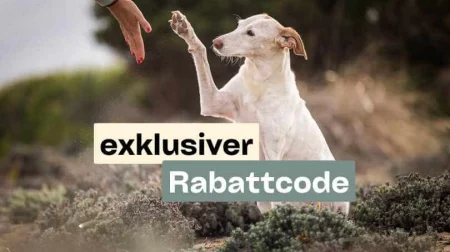 martina flocken - hundephysio - hundefitness - rabattcode für online kurse von doggy fitness - schmerzen beim hund erkennen