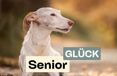 martina flocken - doggy fitness - hundephysio - hundefitness - seniorglück kurs banner mit senior hund