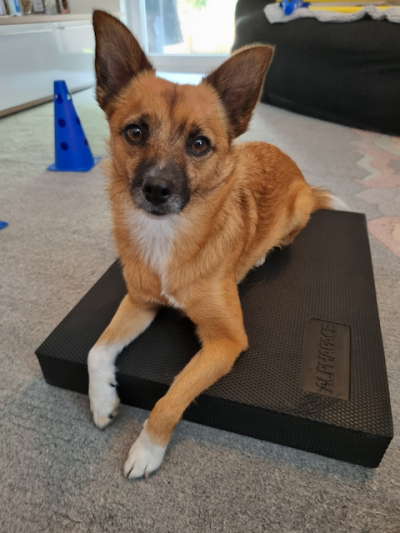 Referenz HüftFIT Kurs Doggy Fitness / 
Dzeneta mit Fox