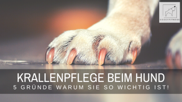 https://www.doggy-fitness.de/wp-content/uploads/elementor/thumbs/Blogtitel-Doggy-Fitness-Krallenpflege-beim-Hund-q6tum3r88c03pe9x4fr29mxct07l2cv05p8e4bi7u2.png