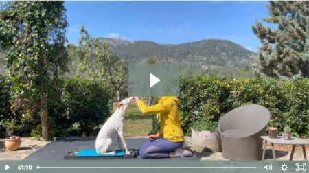 martina flocken - doggy fitness - hundephysio - hundefitness - trainingsvideo vom hundefitnesstraining, bei dem der hund für seine übung mit einem leckerli belohnt wird