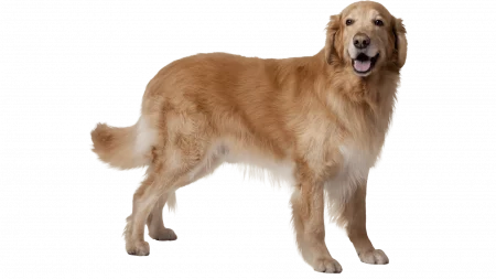 martina flocken - doggy fitness - hundephysio - hundefitness - golden retriever hund schaut freudig in die kamera