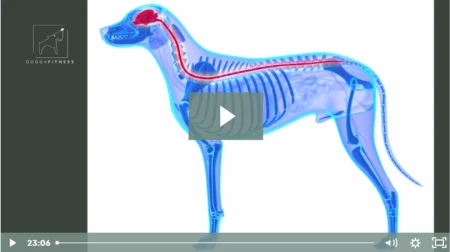 martina flocken - doggy fitness - hundephysio - hundefitness - video thumbnail bonus-webinar hundeanatomie & bewegung – transparenter hund mit wirbelsäule als x-ray grafik
