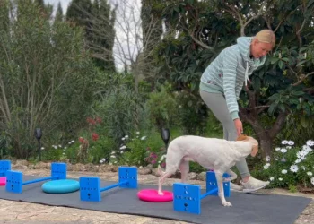 martina flocken - doggy fitness - hundephysio - hundefitness - hund läuft über blaue cavaletti-stangen und steht auf pinkem balancekissen während trainerin ihn anleitet im garten