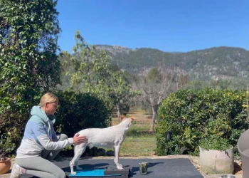 martina flocken - doggy fitness - hundephysio - hundefitness - isometrisches training mit hund auf balancepads