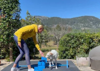 martina flocken - doggy fitness - hundephysio - hundefitness - hund übt im schnellfit kurs das übersteigen von blauen hindernisblöcken mit trainerin im garten