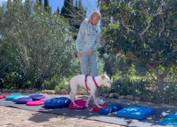 martina flocken - doggy fitness - hundephysio - hundefitness - balanceübungen mit hund auf verschiedenen balancekissen im garten zur verbesserung von muskelaufbau, stabilität und koordination