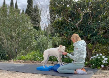 martina flocken - doggy fitness - hundephysio - hundefitness - balance training hund – stehen auf balancepads zur förderung von stabilität, koordination & tiefenmuskulatur