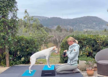 martina flocken - doggy fitness - hundephysio - hundefitness - vorne auf übung hund – gezieltes training auf balancepads zur stärkung von muskeln und gelenken