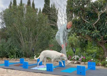 martina flocken - doggy fitness - hundephysio - hundefitness - cavaletti training für hunde im garten – koordinationsübung mit stangen und mats zur förderung von beweglichkeit und körperbewusstsein